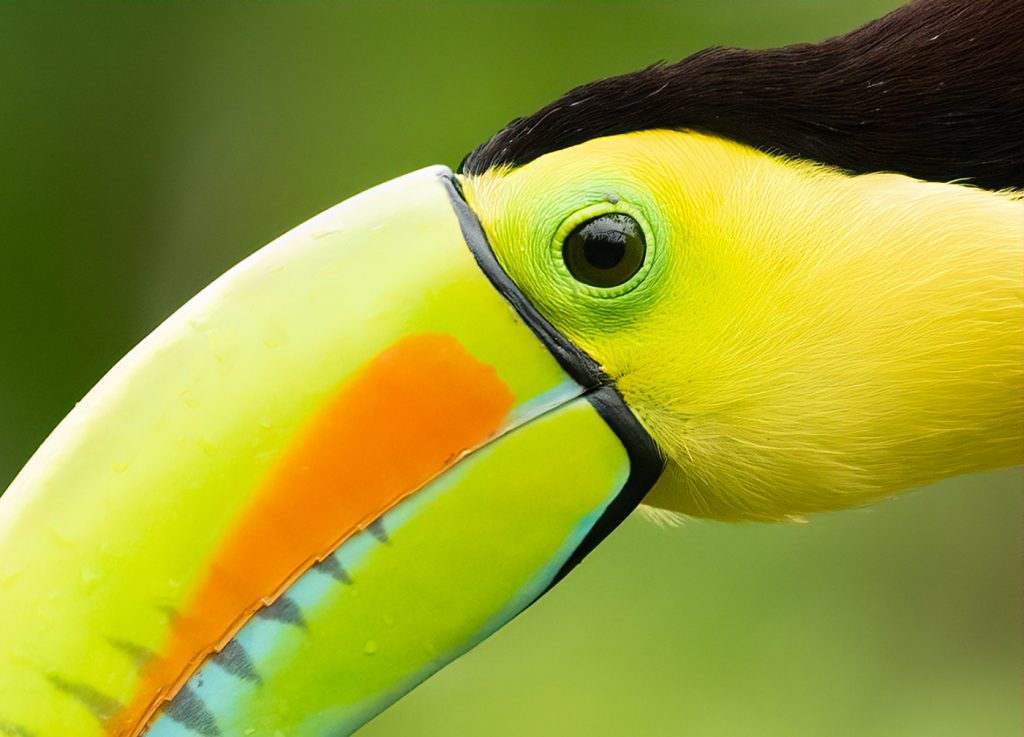 Toucan - Linda Rodgers